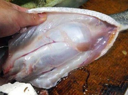 鯉魚老死前的狀態(tài)是什么【鯉魚在衰老或瀕死前會表現(xiàn)出以下狀態(tài)特征】