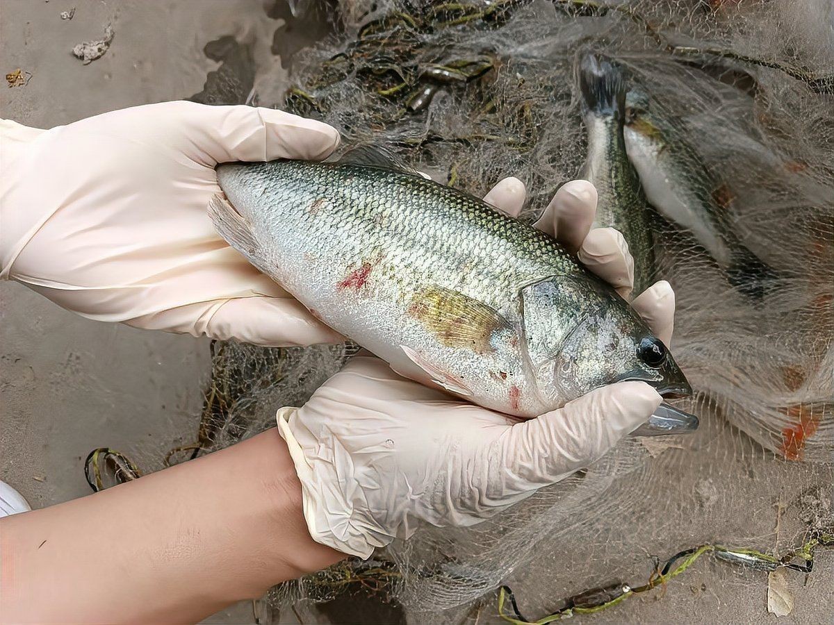 鯉魚老死前的狀態(tài)是什么【鯉魚在衰老或瀕死前會表現(xiàn)出以下狀態(tài)特征】