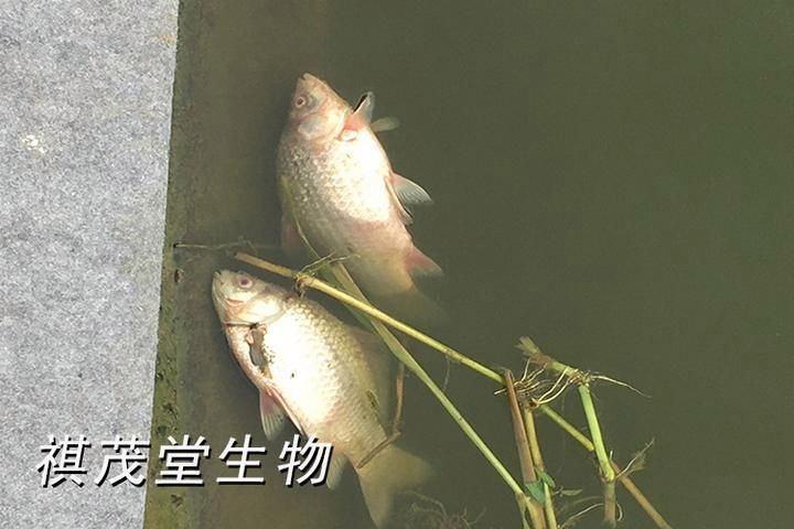 鯉魚老死前的狀態(tài)是什么【鯉魚在衰老或瀕死前會表現(xiàn)出以下狀態(tài)特征】
