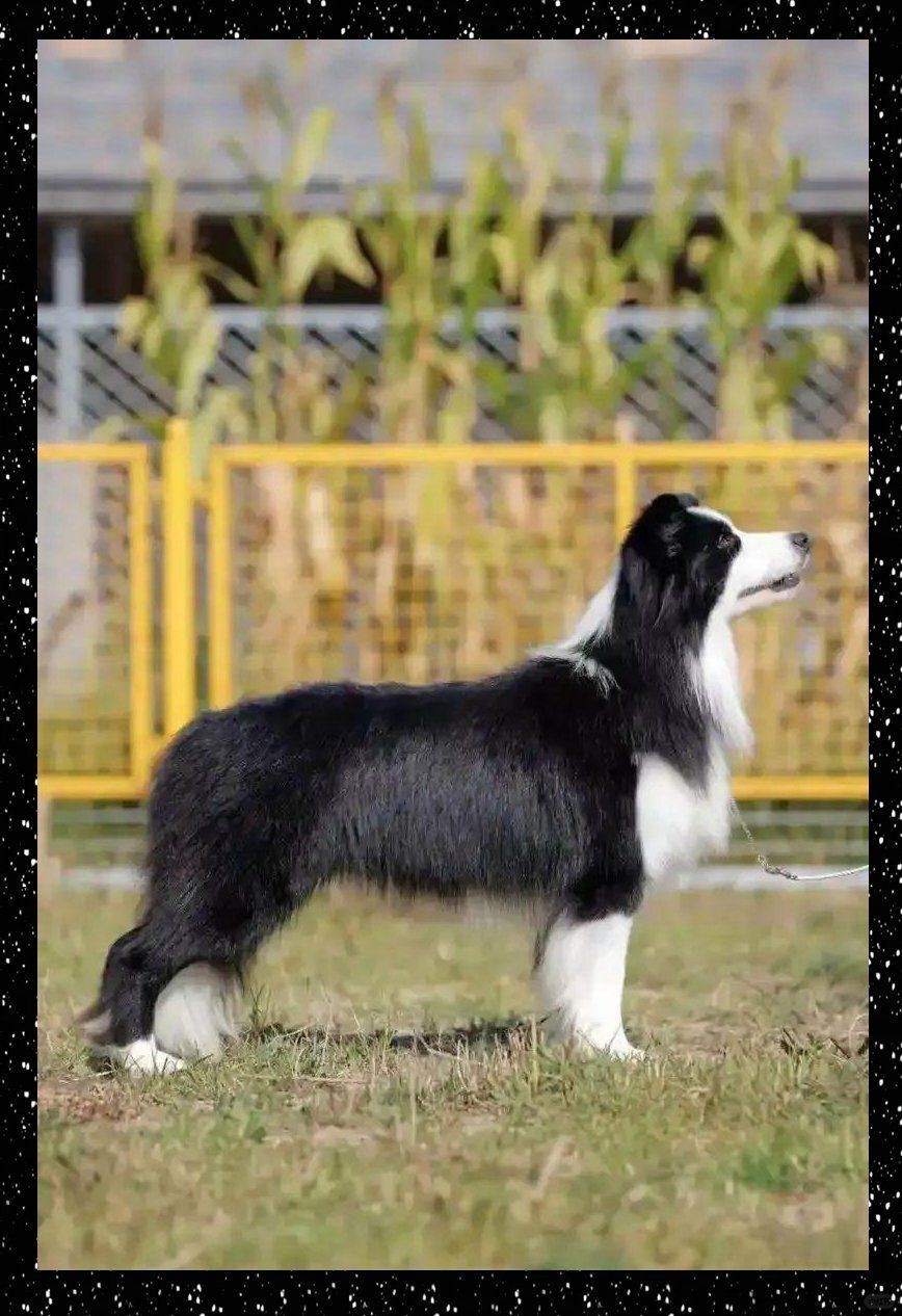賽級是什么意思【賽級犬,純種犬、血統犬、血統犬、冠軍犬的區別是什么】