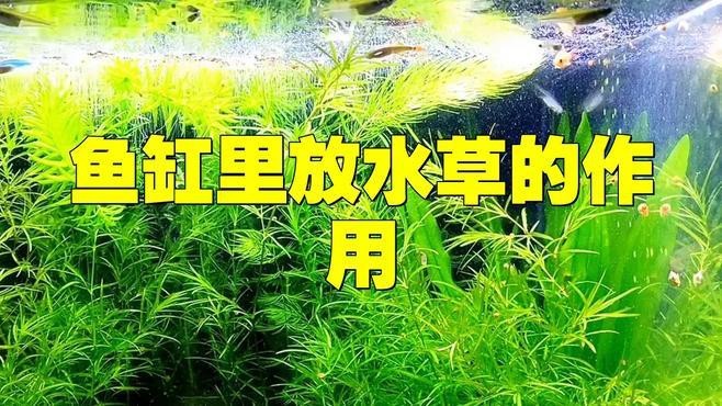 龍魚缸適合養水草嗎【龍魚缸養殖技術】