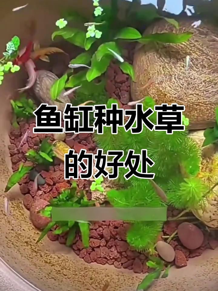 龍魚缸適合養水草嗎【龍魚缸養殖技術】