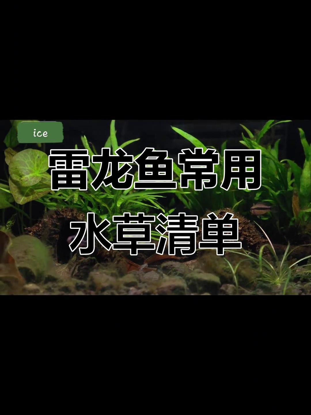 龍魚缸適合養水草嗎【龍魚缸養殖技術】