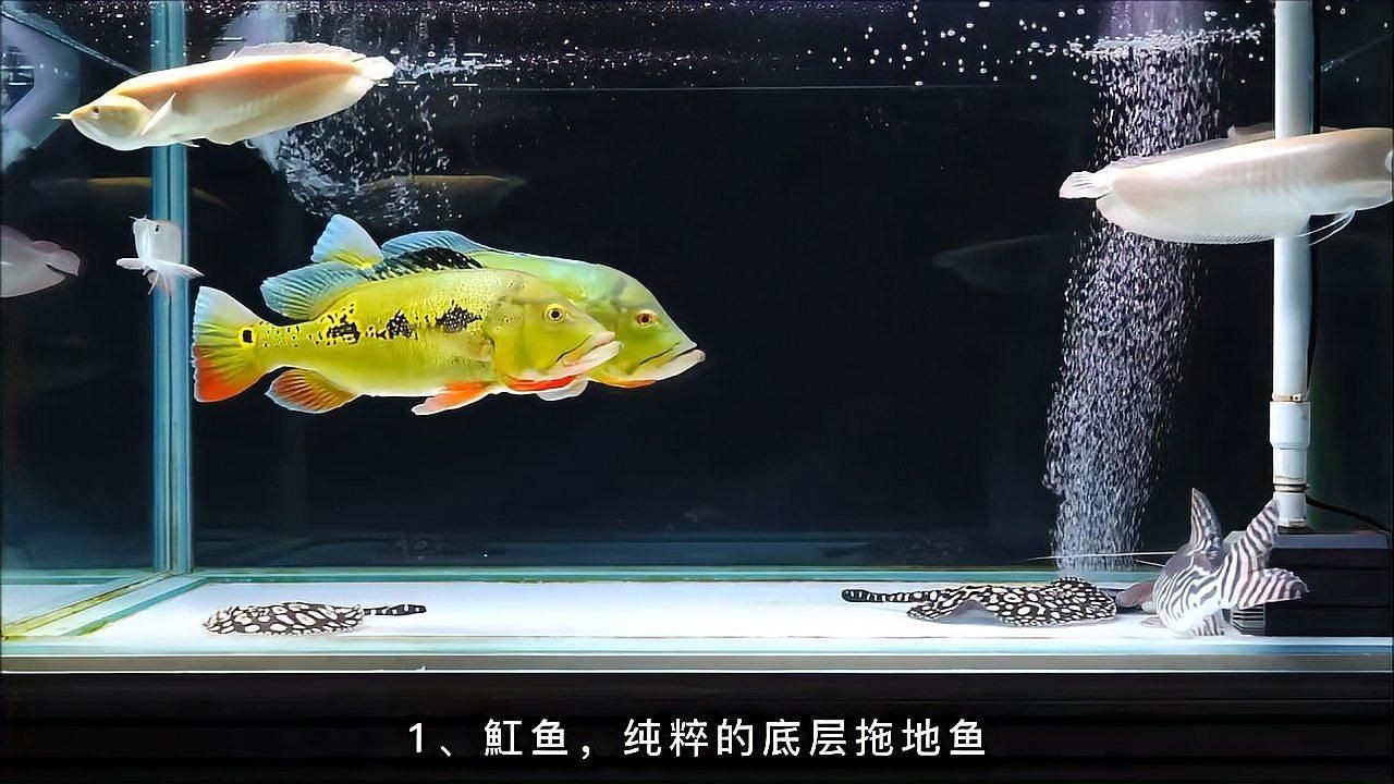 龍魚(yú)和什么魚(yú)混養(yǎng)最好【智能模式回答完成調(diào)用工具：今天吃什么以下是龍魚(yú)混養(yǎng)的最佳搭配】