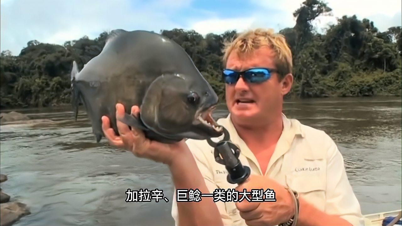 龍魚(yú)和什么魚(yú)混養(yǎng)最好【智能模式回答完成調(diào)用工具：今天吃什么以下是龍魚(yú)混養(yǎng)的最佳搭配】
