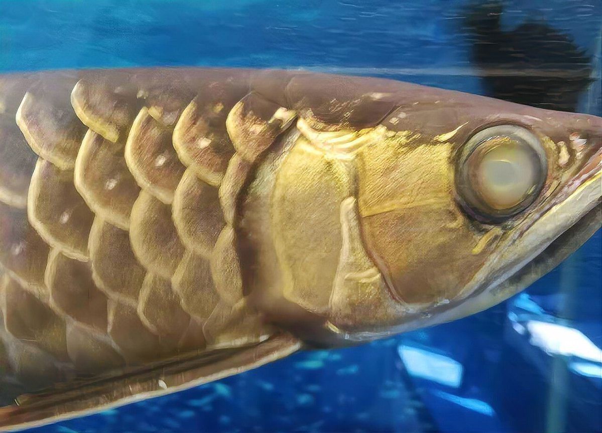 龍魚眼睛有白膜最忌三種水果【關(guān)于龍魚眼睛出現(xiàn)白膜（蒙眼病）時(shí)的飲食禁忌與治療方法】