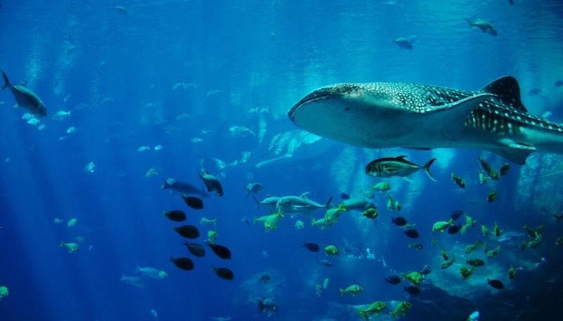 獲嘉水族店【獲嘉縣多家特色水族店】