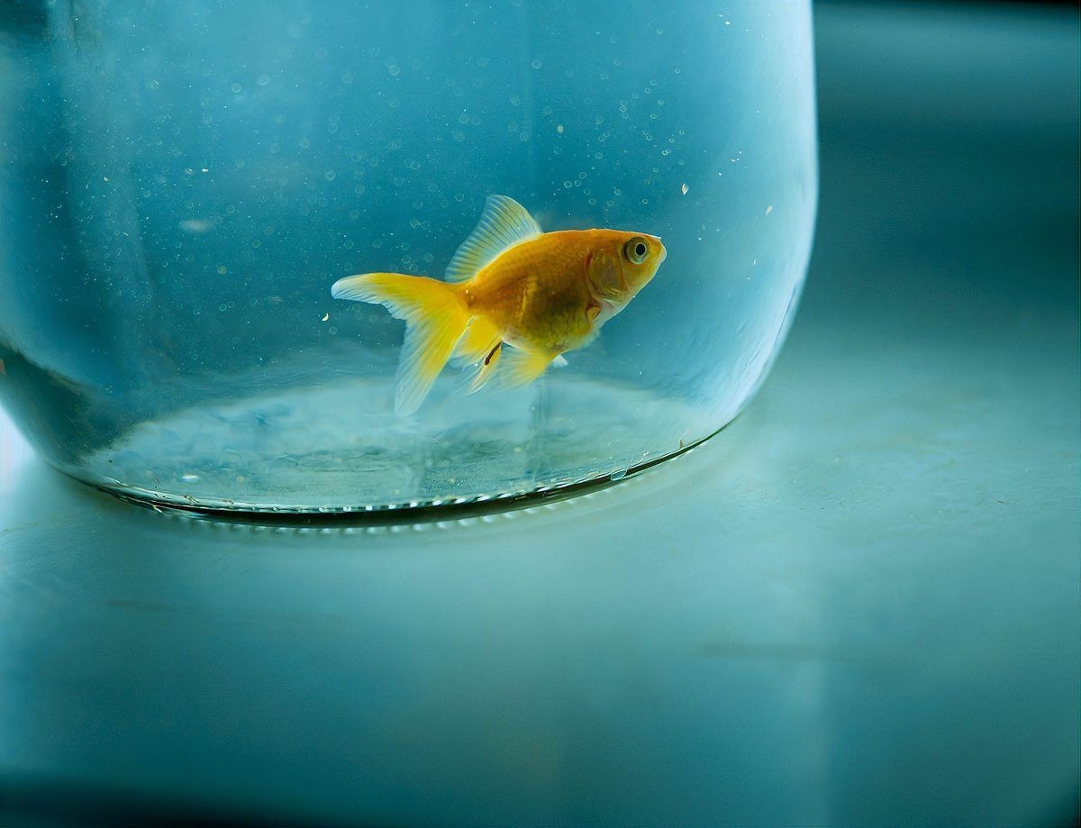 皇冠魚不吃食怎么回事【皇冠魚不吃食怎么辦】 龍魚論壇 第11張 皇冠魚不吃食怎么回事【皇冠魚不吃食怎么辦】 皇冠魚不吃食怎么回事【皇冠魚不吃食怎么辦】 龍魚論壇 第11張