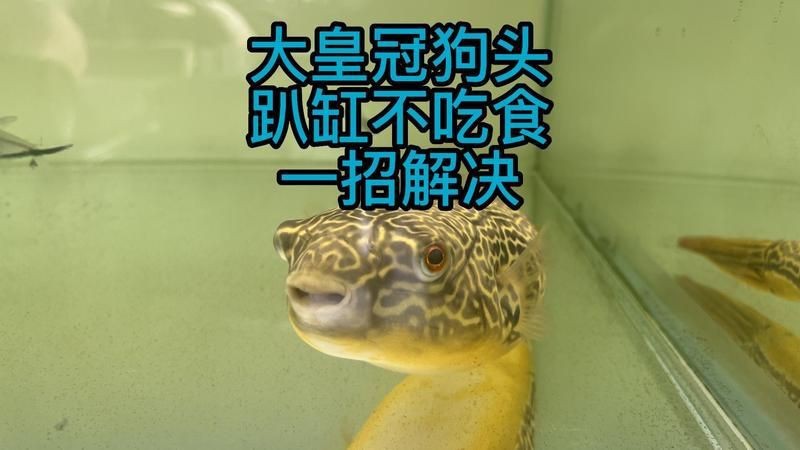 皇冠魚不吃食怎么回事【皇冠魚不吃食怎么辦】 龍魚論壇 第15張 皇冠魚不吃食怎么回事【皇冠魚不吃食怎么辦】 皇冠魚不吃食怎么回事【皇冠魚不吃食怎么辦】 龍魚論壇 第15張