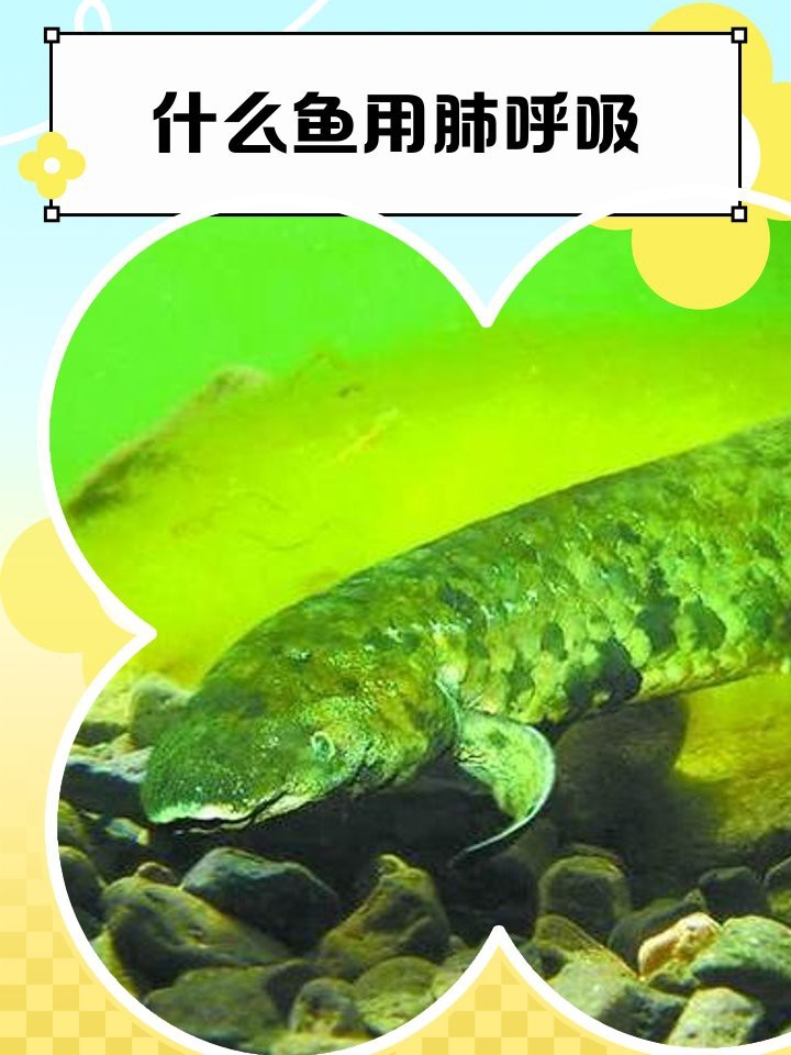 什么魚用肺呼吸【如何與自然共存——論肺魚的，四年不喝水的魚】