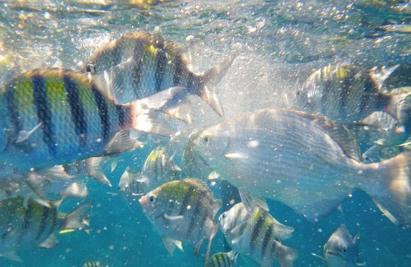 什么魚用肺呼吸【如何與自然共存——論肺魚的，四年不喝水的魚】