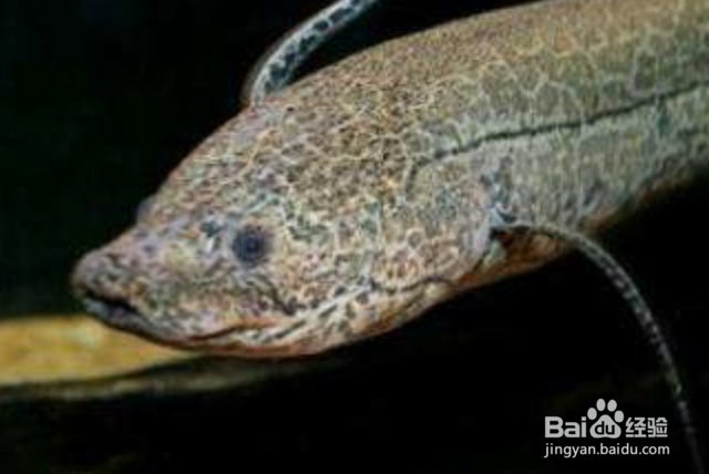 什么魚用肺呼吸【如何與自然共存——論肺魚的，四年不喝水的魚】