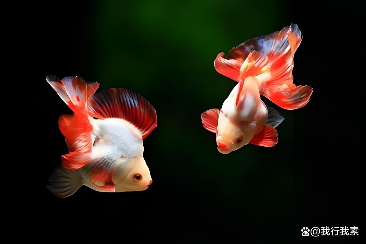 家養(yǎng)金魚會(huì)自然繁殖嗎【家養(yǎng)金魚能自然繁殖嗎】 家養(yǎng)金魚會(huì)自然繁殖嗎【家養(yǎng)金魚能自然繁殖嗎】 龍魚論壇 第2張