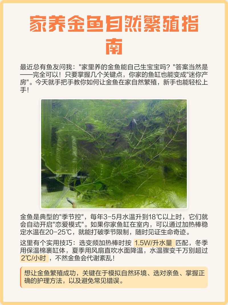 家養(yǎng)金魚會(huì)自然繁殖嗎【家養(yǎng)金魚能自然繁殖嗎】 家養(yǎng)金魚會(huì)自然繁殖嗎【家養(yǎng)金魚能自然繁殖嗎】 龍魚論壇 第4張
