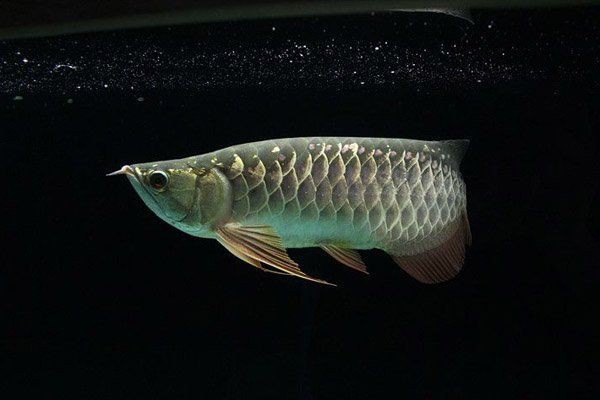 金龍魚珠鱗掉了還能亮嗎【養魚小藝，金龍魚區分攻略】