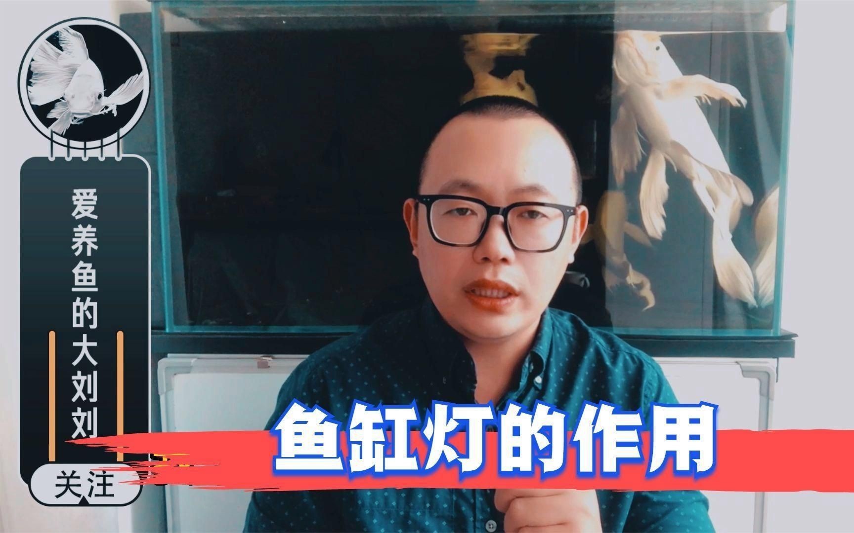 給魚(yú)增色用什么燈好【嗶哩嗶哩新手養(yǎng)魚(yú)魚(yú)缸燈怎么選從此選燈不再糾結(jié)】