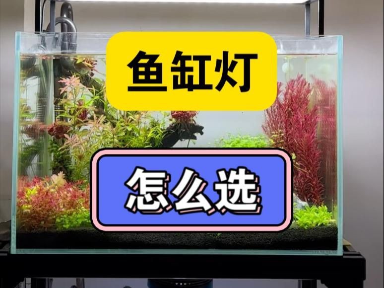給魚(yú)增色用什么燈好【嗶哩嗶哩新手養(yǎng)魚(yú)魚(yú)缸燈怎么選從此選燈不再糾結(jié)】