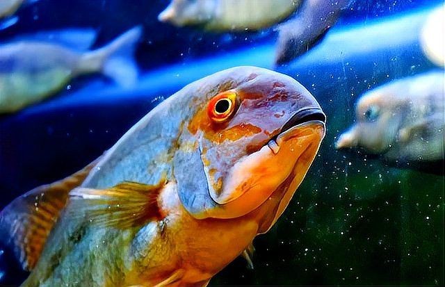 各種魚的寓意和象征【中國文化中最具代表性的吉祥物之一】 龍魚論壇 第4張 各種魚的寓意和象征【中國文化中最具代表性的吉祥物之一】 各種魚的寓意和象征【中國文化中最具代表性的吉祥物之一】 龍魚論壇 第4張