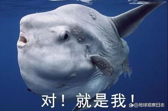 各種魚的寓意和象征【中國文化中最具代表性的吉祥物之一】 龍魚論壇 第11張 各種魚的寓意和象征【中國文化中最具代表性的吉祥物之一】 各種魚的寓意和象征【中國文化中最具代表性的吉祥物之一】 龍魚論壇 第11張