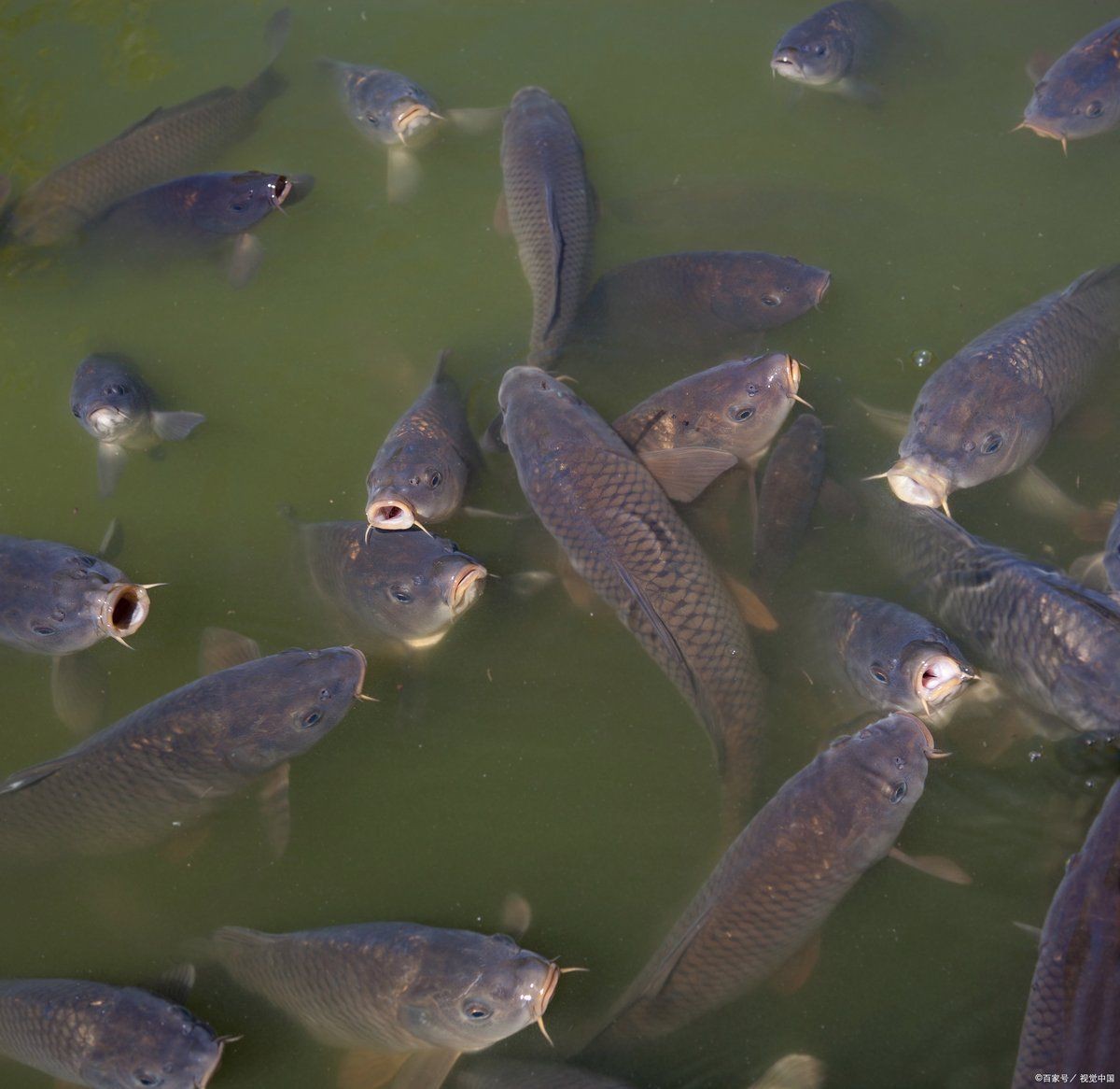 魚鰓腐爛早期圖片