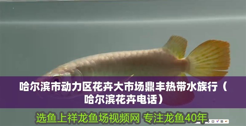 香坊水族店【哈爾濱市香坊區(qū)花卉大市場主要水族店】