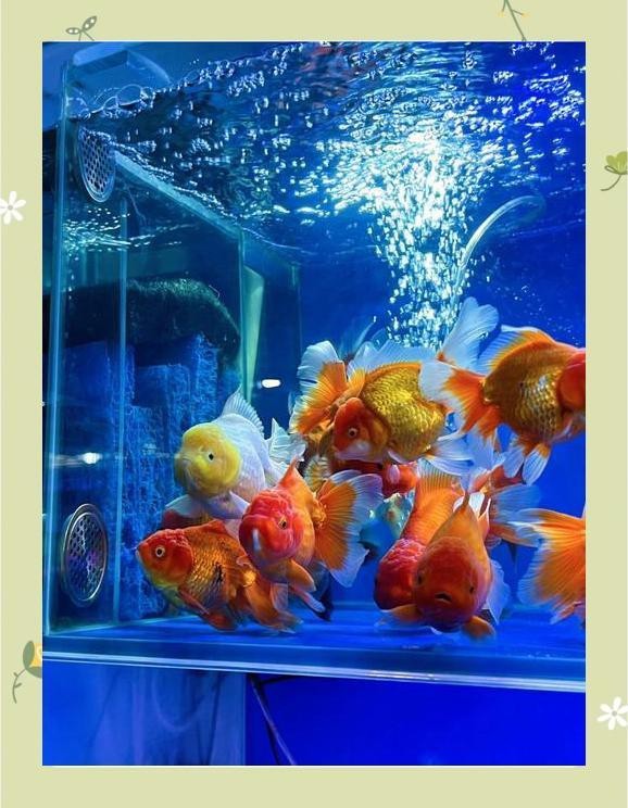 香坊水族店【哈爾濱市香坊區花卉大市場主要水族店】