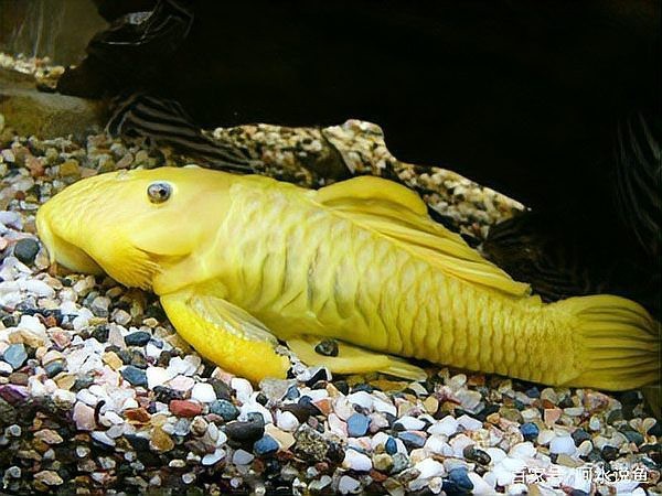 南美洲異形10大品種圖片【南美洲異形魚的種類】