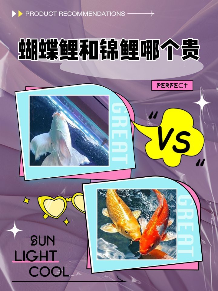 德系蝴蝶鯉為何不值錢【德系蝴蝶鯉值錢嗎】