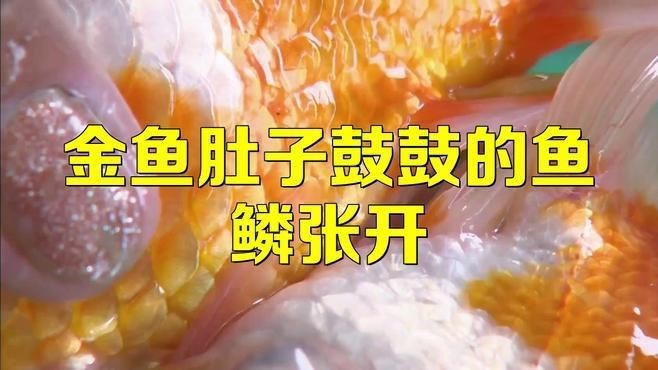 如何判斷金魚是否患有豎鱗病？【金魚豎鱗病（又稱立鱗病、松鱗病）是一種常見疾病】