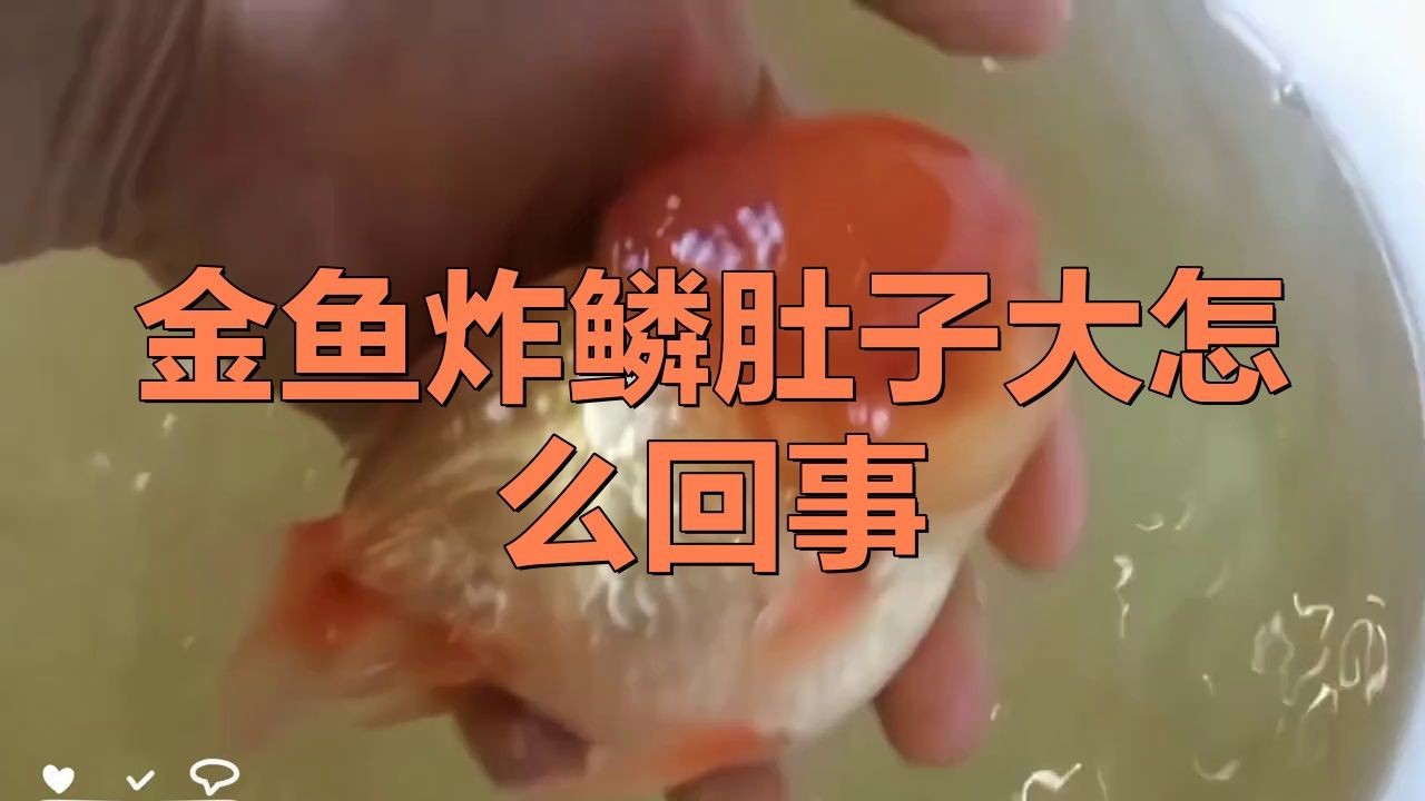 如何判斷金魚是否患有豎鱗病？【金魚豎鱗病（又稱立鱗病、松鱗病）是一種常見疾病】