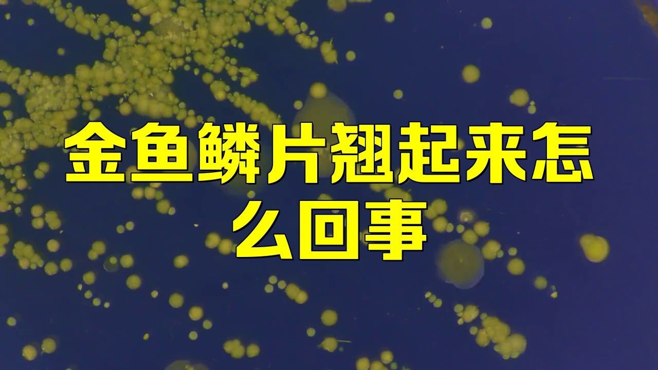 如何判斷金魚是否患有豎鱗病？【金魚豎鱗病（又稱立鱗病、松鱗病）是一種常見疾病】