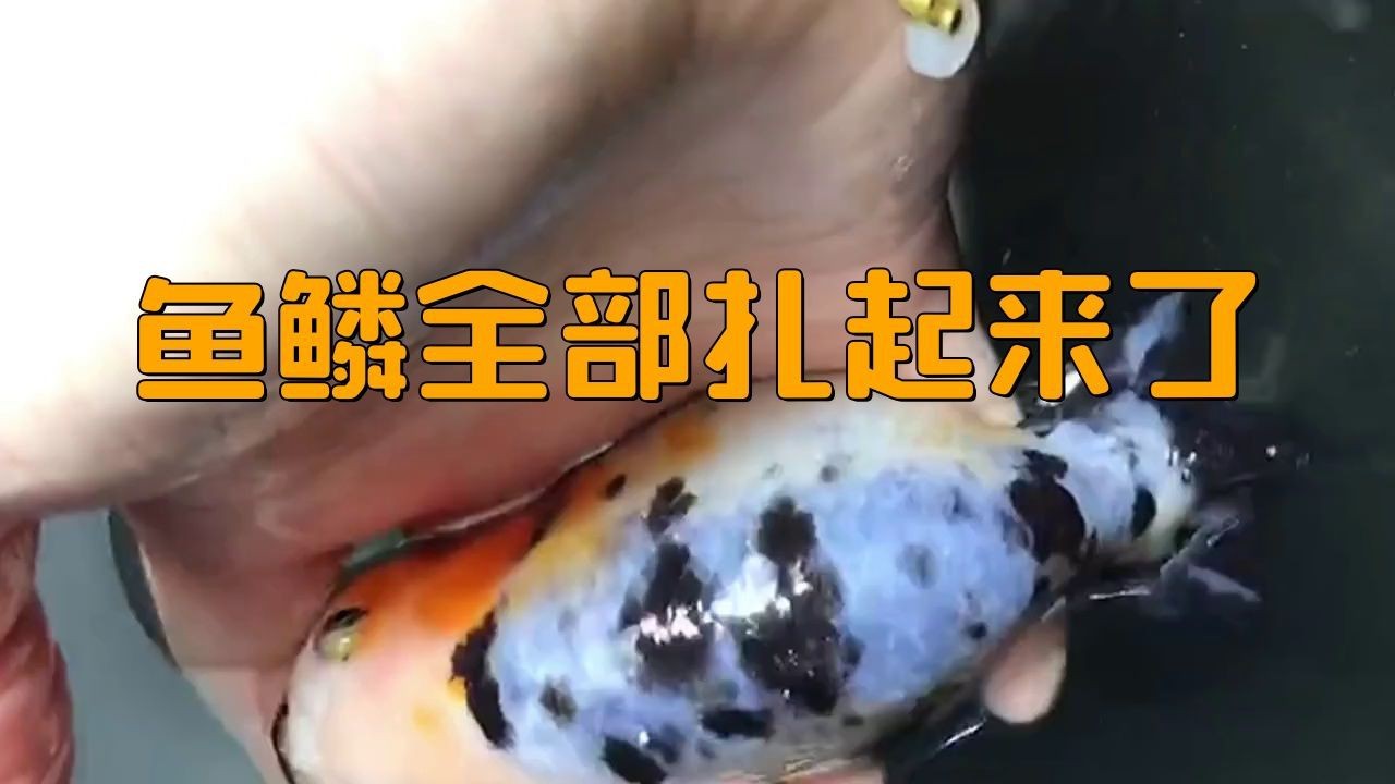 如何判斷金魚是否患有豎鱗病？【金魚豎鱗病（又稱立鱗病、松鱗病）是一種常見疾病】
