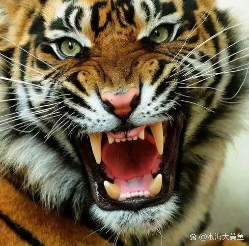 落網級別最大的老虎【“五大老虎”落馬前都干了啥】
