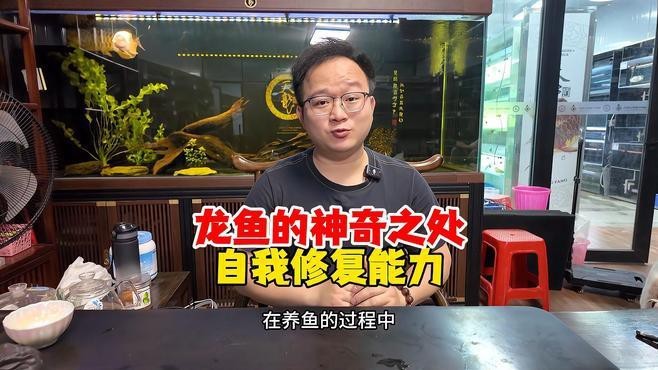 龍魚錯(cuò)鱗能完全恢復(fù)嗎？【龍魚炸鱗治療全攻略】