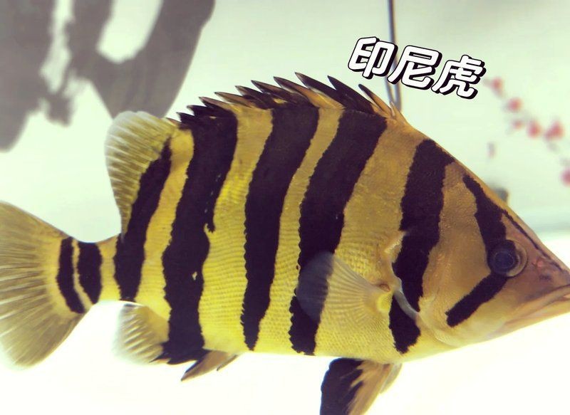 虎魚分類一覽表【泰國虎與越南虎的深度解析：泰國虎、印尼虎、泰北虎、新幾內亞虎】