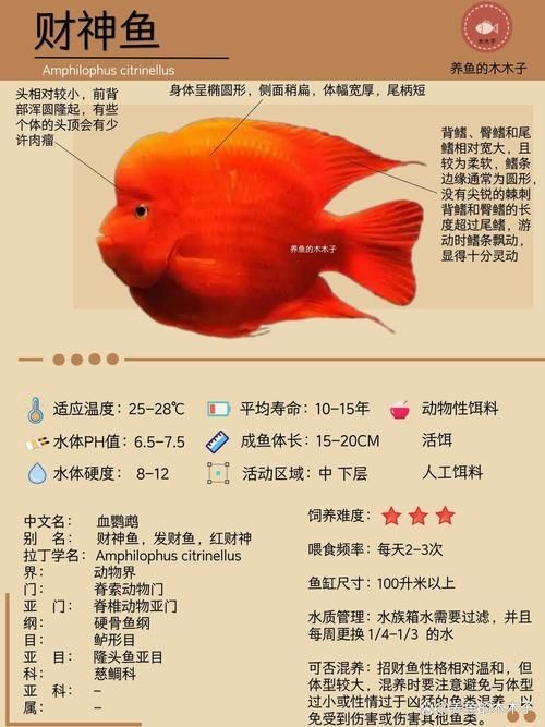 紅財神魚產卵的圖片2023年【養魚老道，紅寶石魚下卵必看】