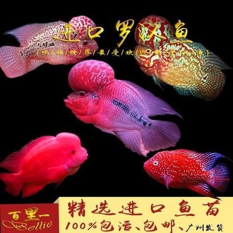 紅財神魚產卵的圖片2023年【養魚老道，紅寶石魚下卵必看】