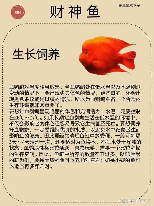 紅財神魚產卵的圖片2023年【養魚老道，紅寶石魚下卵必看】