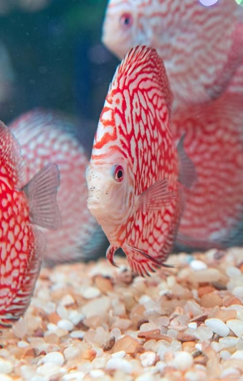 紅財神魚產卵的圖片2023年【養魚老道，紅寶石魚下卵必看】