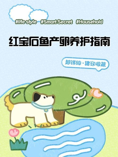 紅財神魚產卵的圖片2023年【養魚老道，紅寶石魚下卵必看】