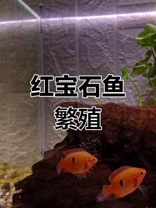 紅財神魚產卵的圖片2023年【養魚老道，紅寶石魚下卵必看】