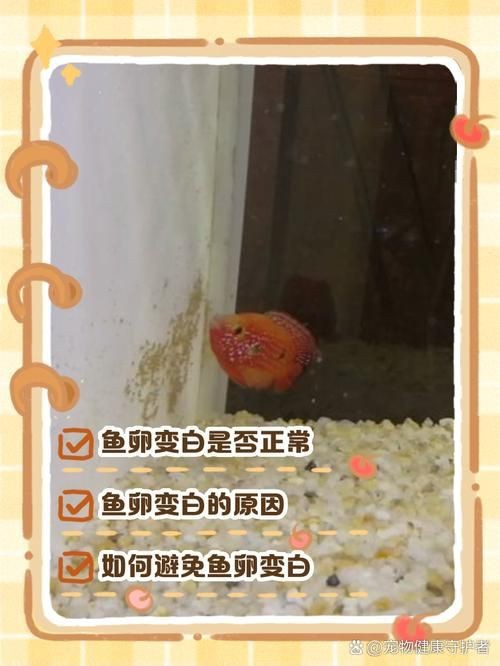 紅財神魚產卵的圖片2023年【養魚老道，紅寶石魚下卵必看】