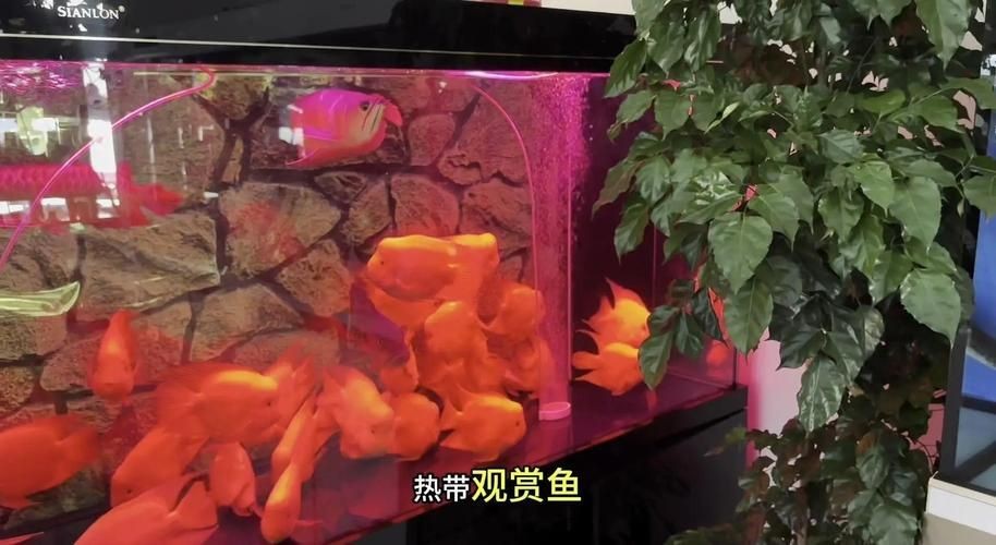 紅財神魚產卵的圖片2023年【養魚老道，紅寶石魚下卵必看】