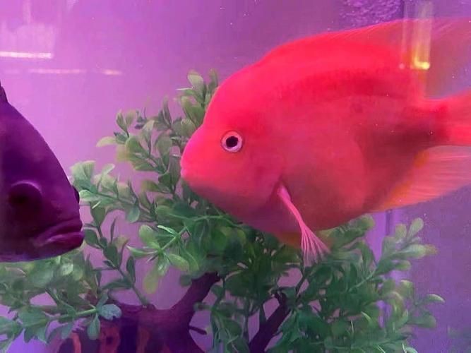 紅財神魚產卵的圖片2023年【養魚老道，紅寶石魚下卵必看】