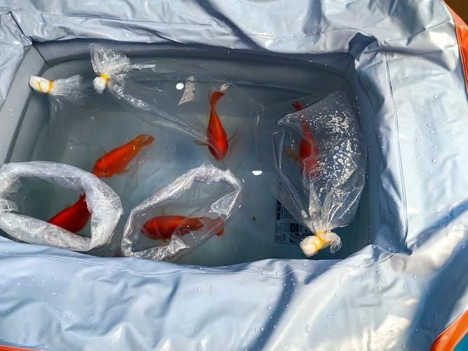 紅財神魚產卵的圖片2023年【養魚老道，紅寶石魚下卵必看】