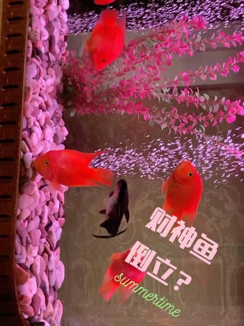 紅財神魚產卵的圖片2023年【養魚老道，紅寶石魚下卵必看】