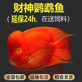 紅財神魚產卵的圖片2023年【養魚老道，紅寶石魚下卵必看】
