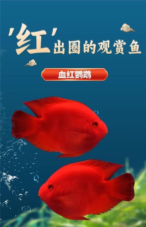 紅財神魚產卵的圖片2023年【養魚老道，紅寶石魚下卵必看】