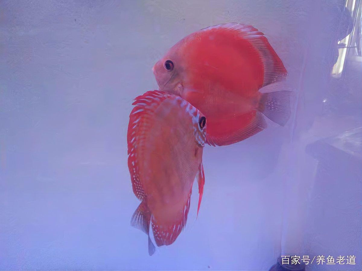 紅財神魚產卵的圖片2023年【養魚老道，紅寶石魚下卵必看】