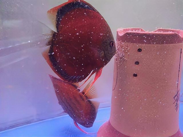 紅財神魚產卵的圖片2023年【養魚老道，紅寶石魚下卵必看】